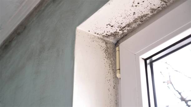 Mold Removal Process in West Laurel, MD