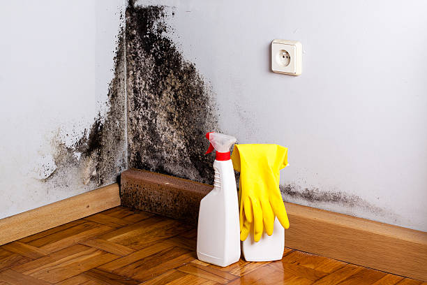 Best Black Mold Removal  in West Laurel, MD