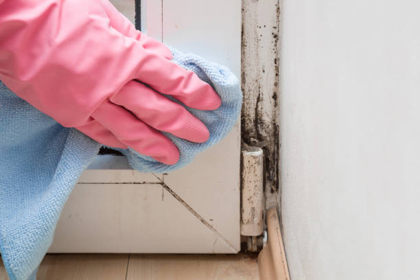 Best Mold Damage Repair  in West Laurel, MD